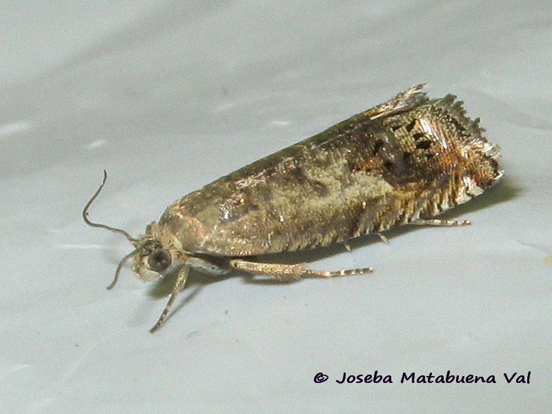 Tortricidae: Cydia sp.